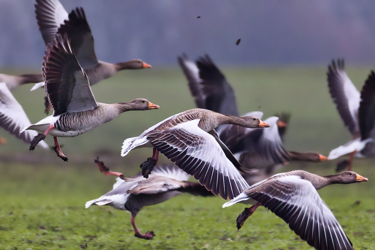 husa velká - ML646444321