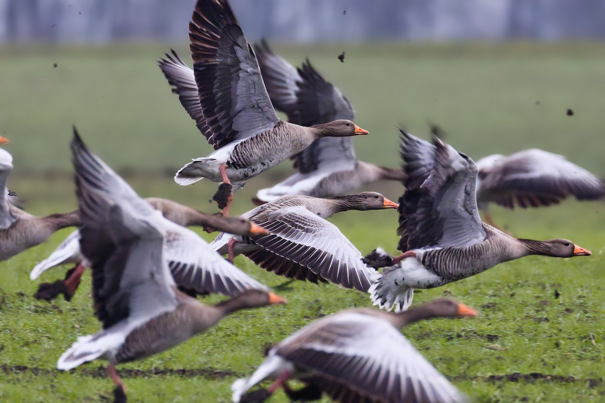 husa velká - ML646444322