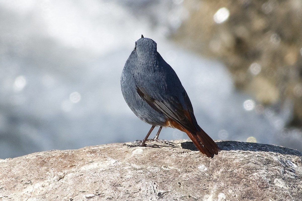 カワビタキ - ML646444326