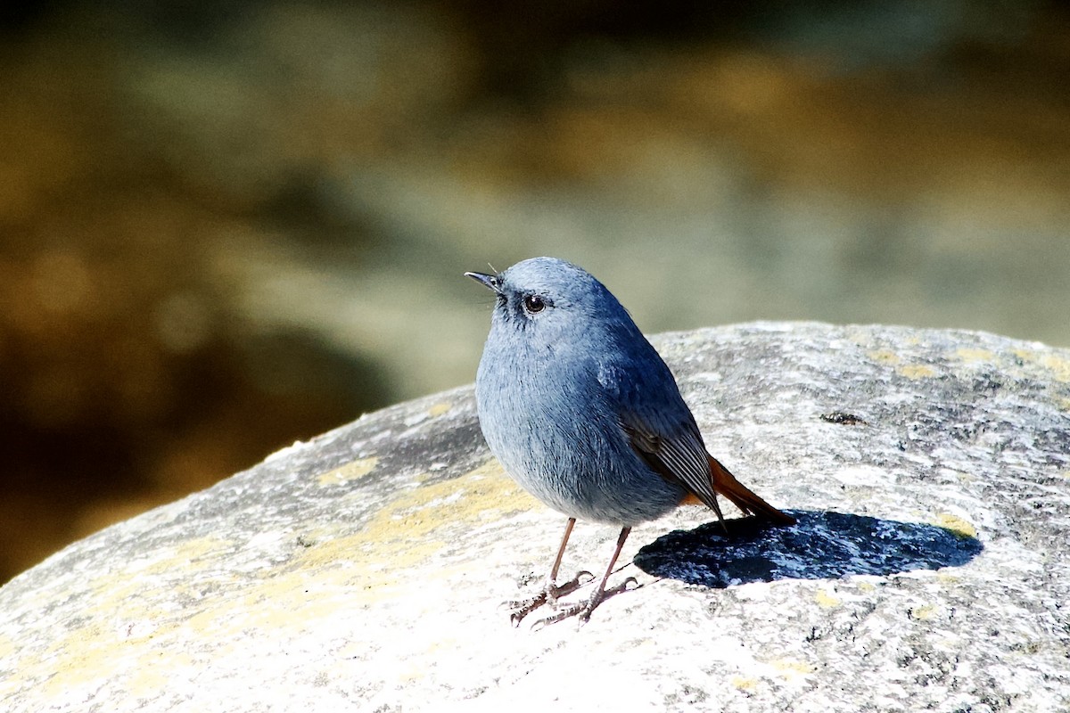 Plumbeous Redstart - ML646444327