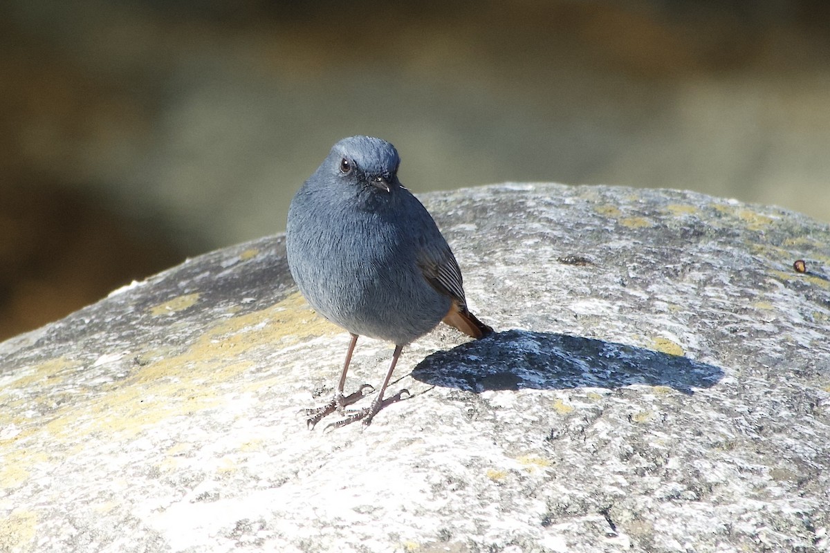 Plumbeous Redstart - ML646444328