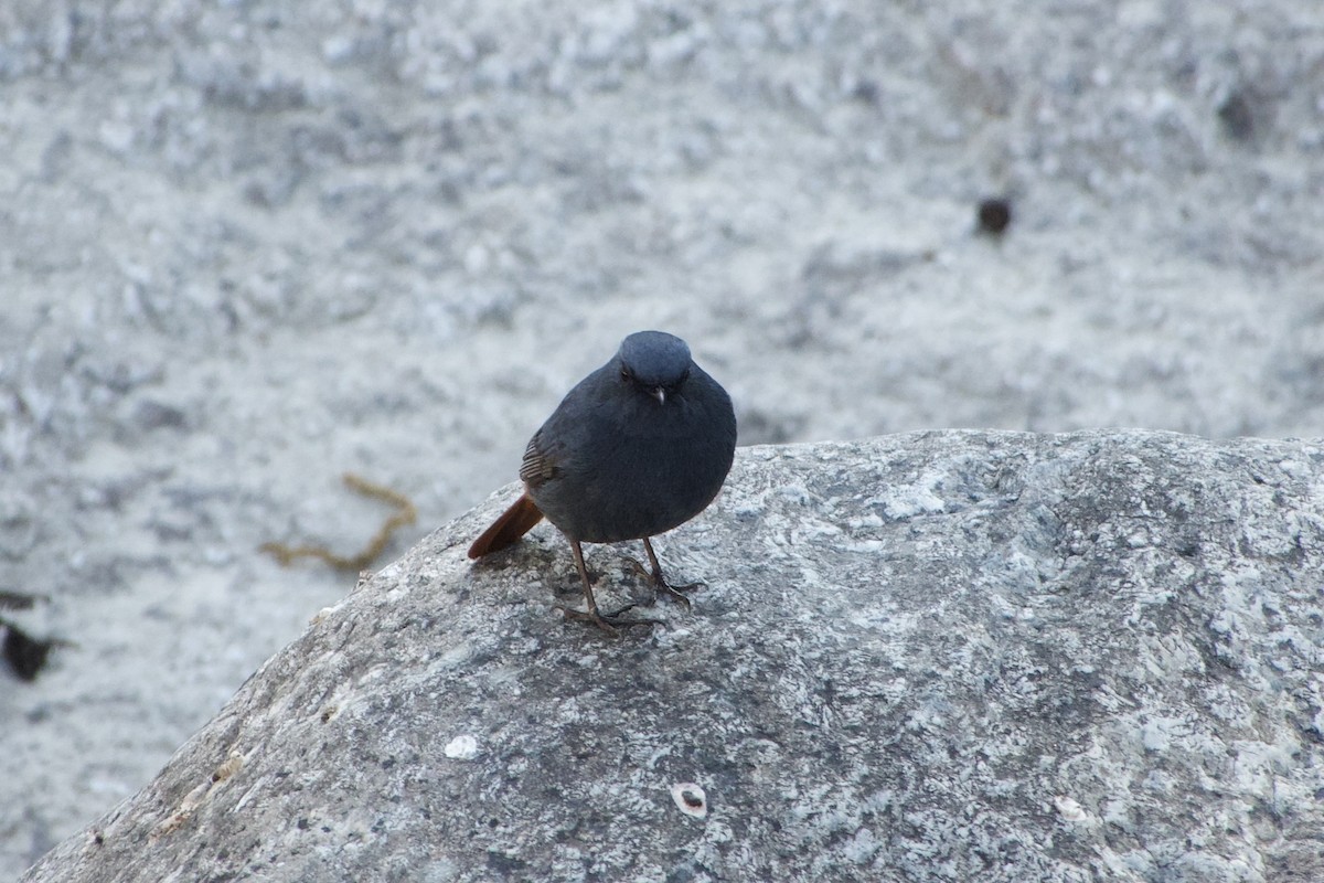 Plumbeous Redstart - ML646444329