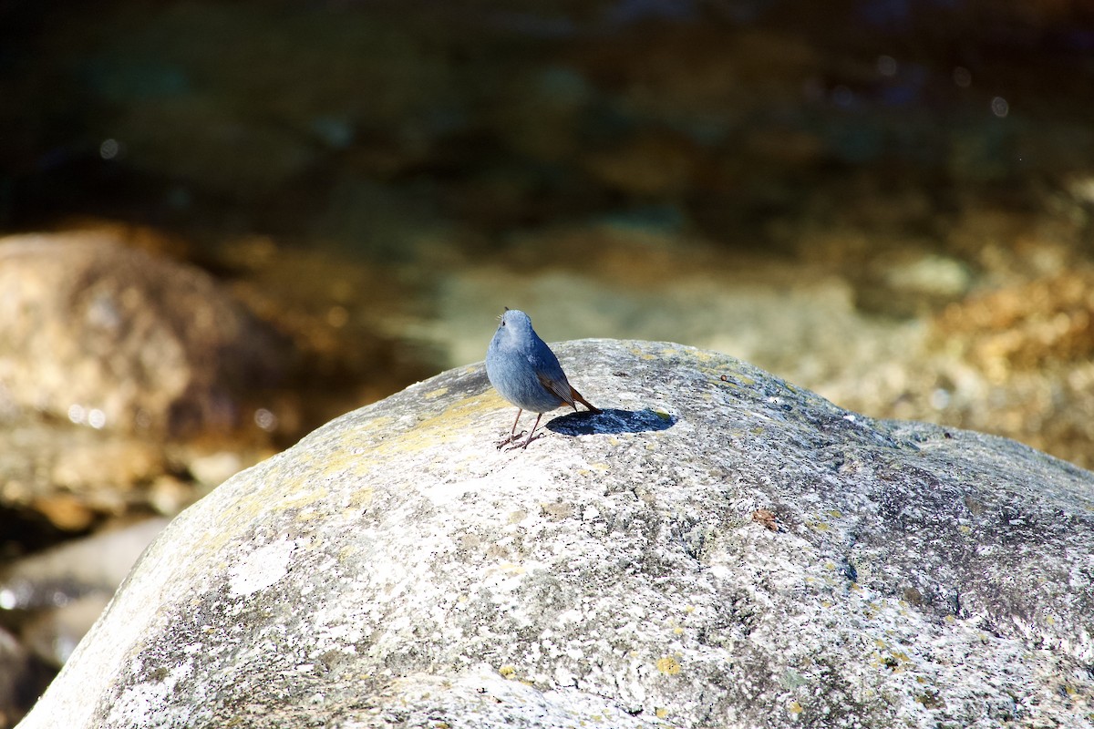 Plumbeous Redstart - ML646444330