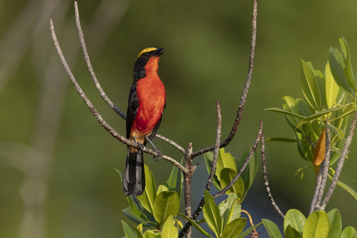 African Golden Oriole - ML646444333