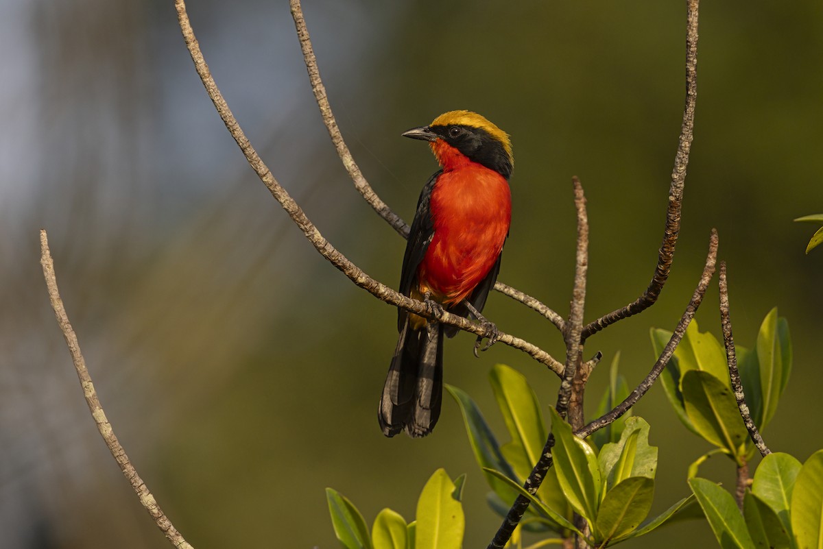 African Golden Oriole - ML646444334