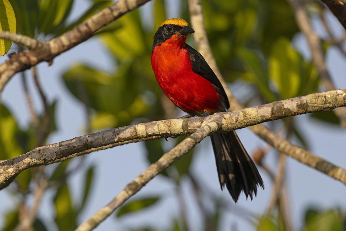 African Golden Oriole - ML646444337
