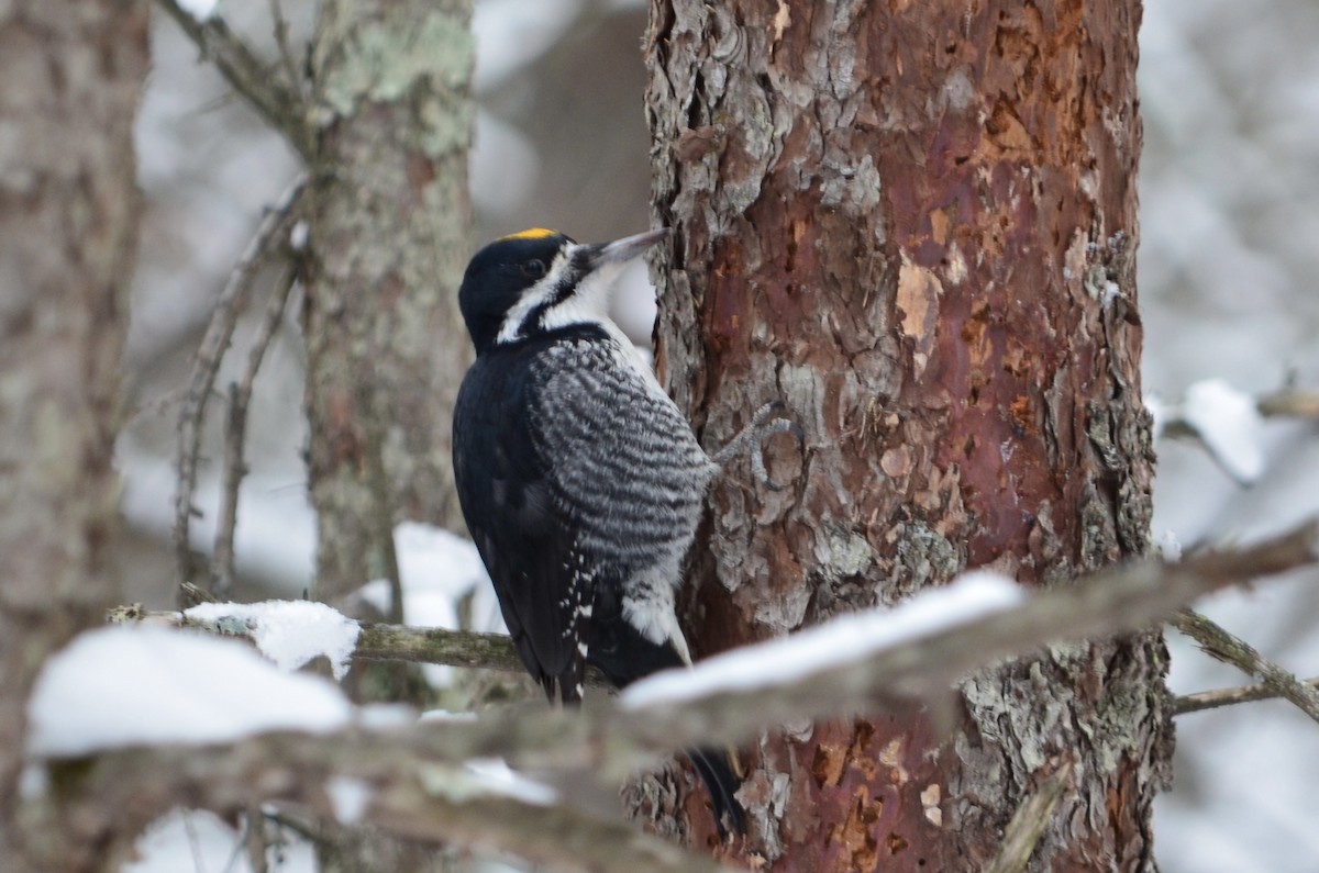 Black-backed Woodpecker - ML646444339