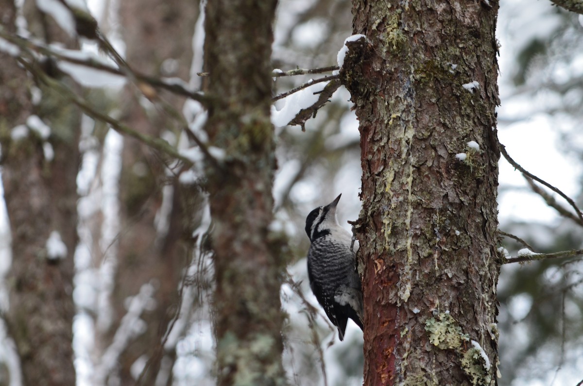 Kara Sırtlı Ağaçkakan - ML646444340