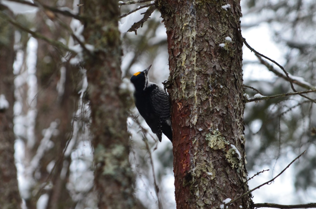 Black-backed Woodpecker - ML646444341