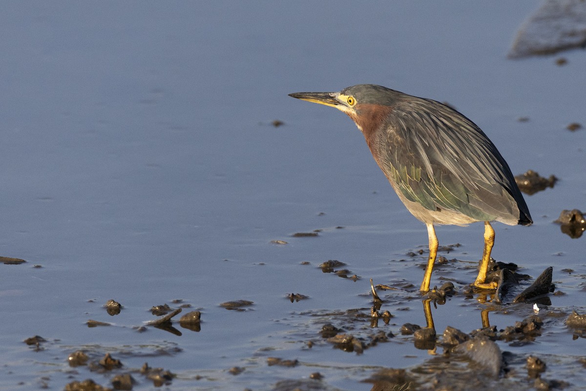 Green Heron - ML646444342