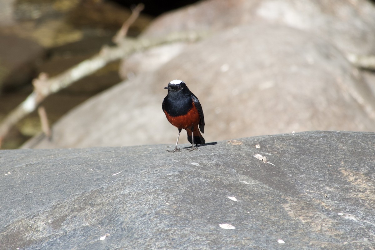 White-capped Redstart - ML646444348