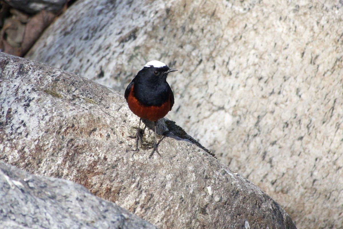 White-capped Redstart - ML646444349