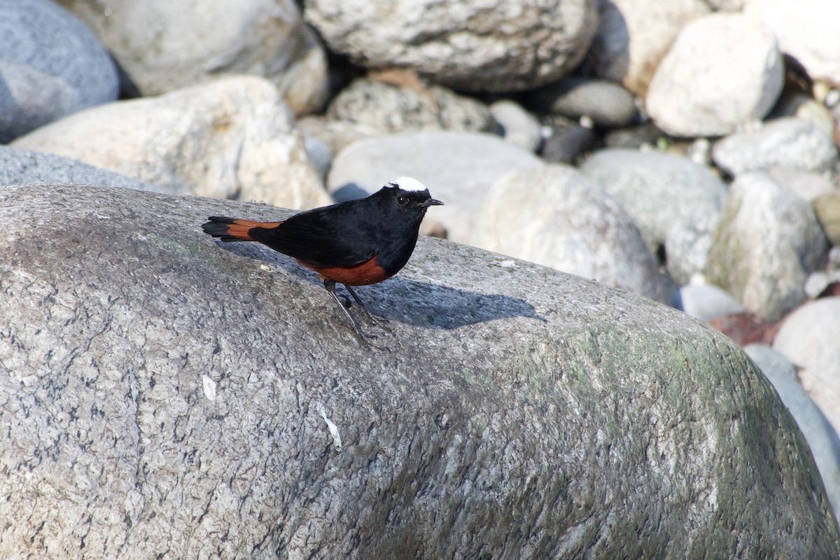 White-capped Redstart - ML646444350