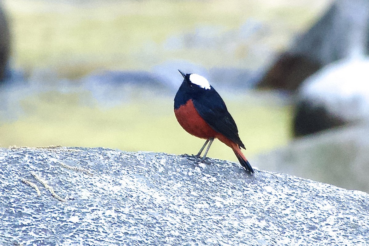 White-capped Redstart - ML646444351