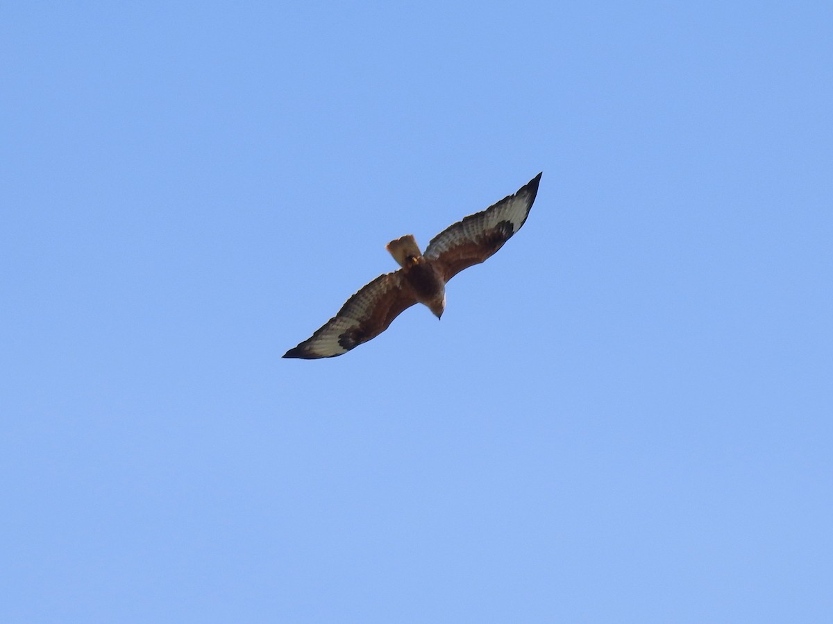 Long-legged Buzzard - ML646444357