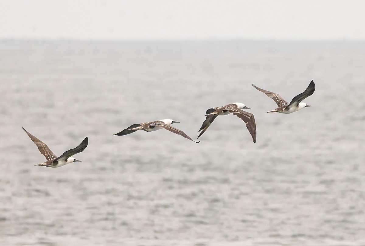 Peruvian Booby - ML646444358
