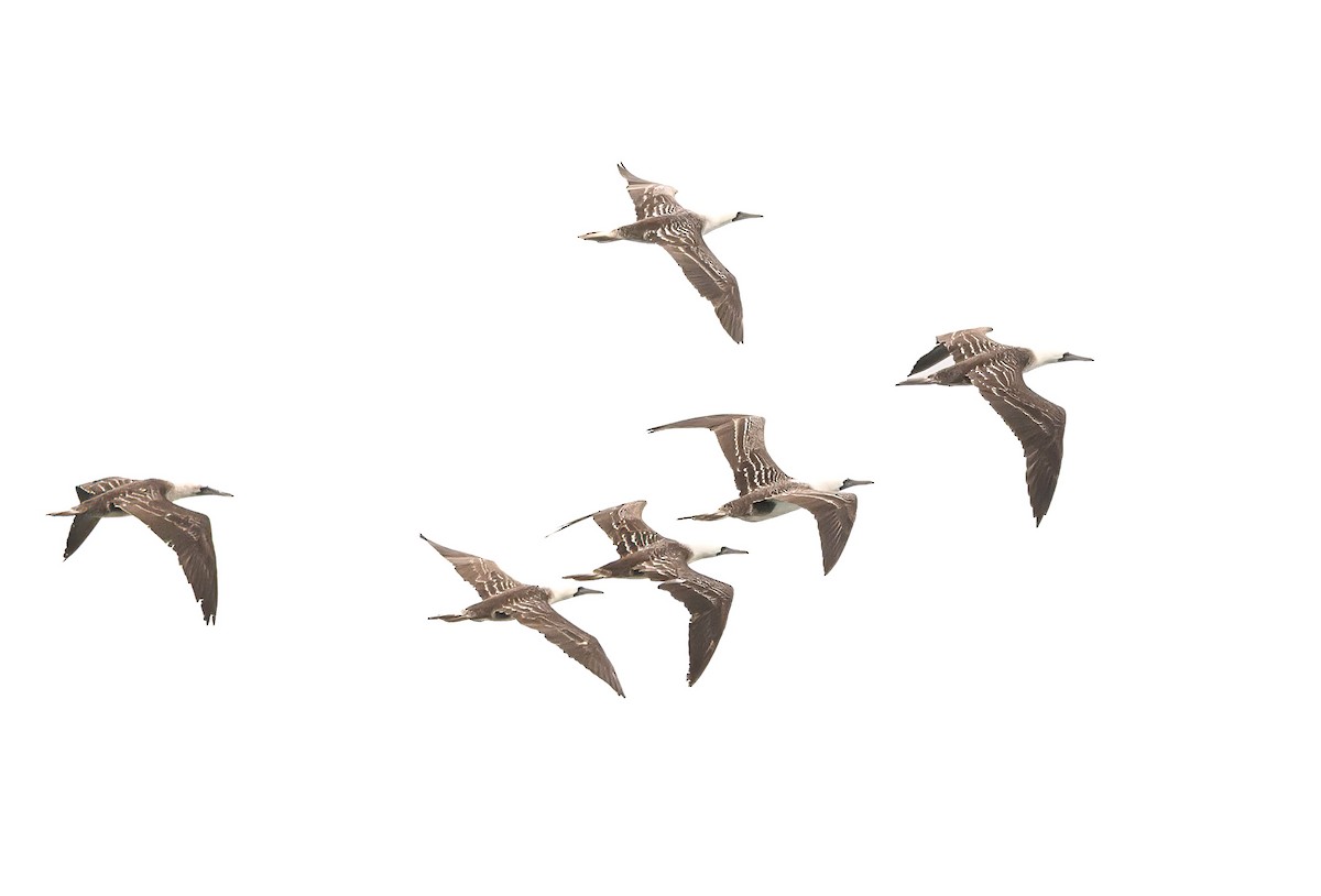 Peruvian Booby - ML646444359