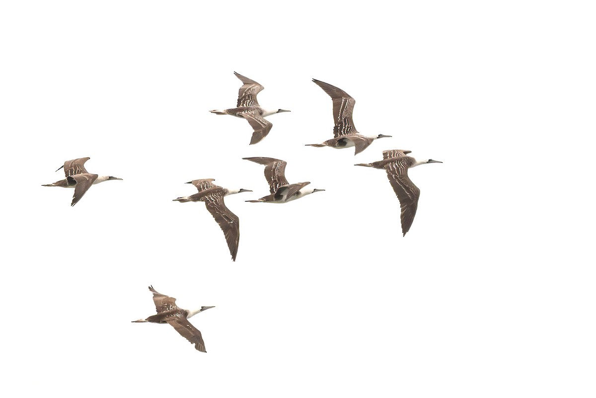 Peruvian Booby - ML646444360