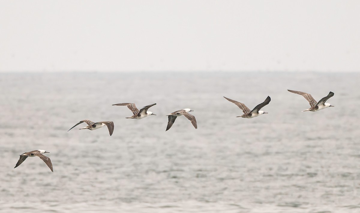 Peruvian Booby - ML646444361