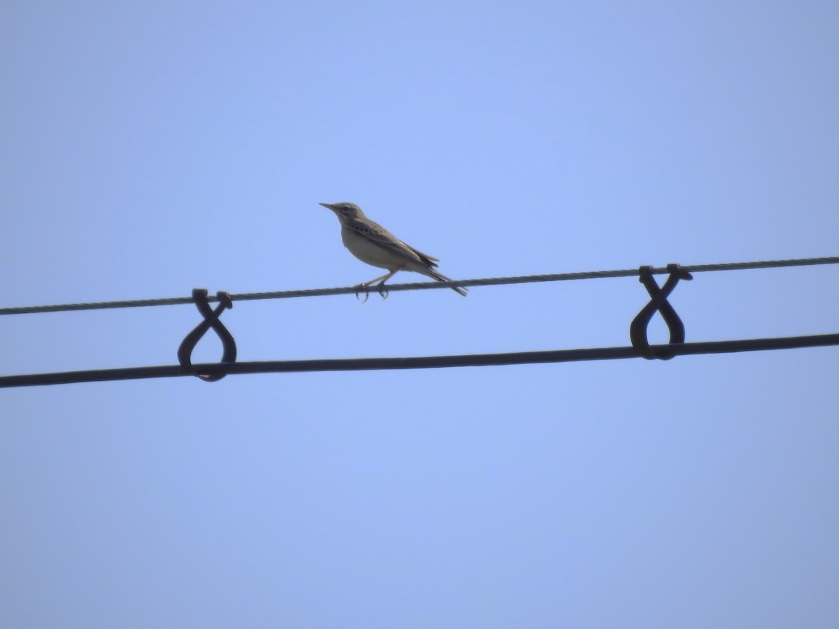 Tawny Pipit - ML646444362