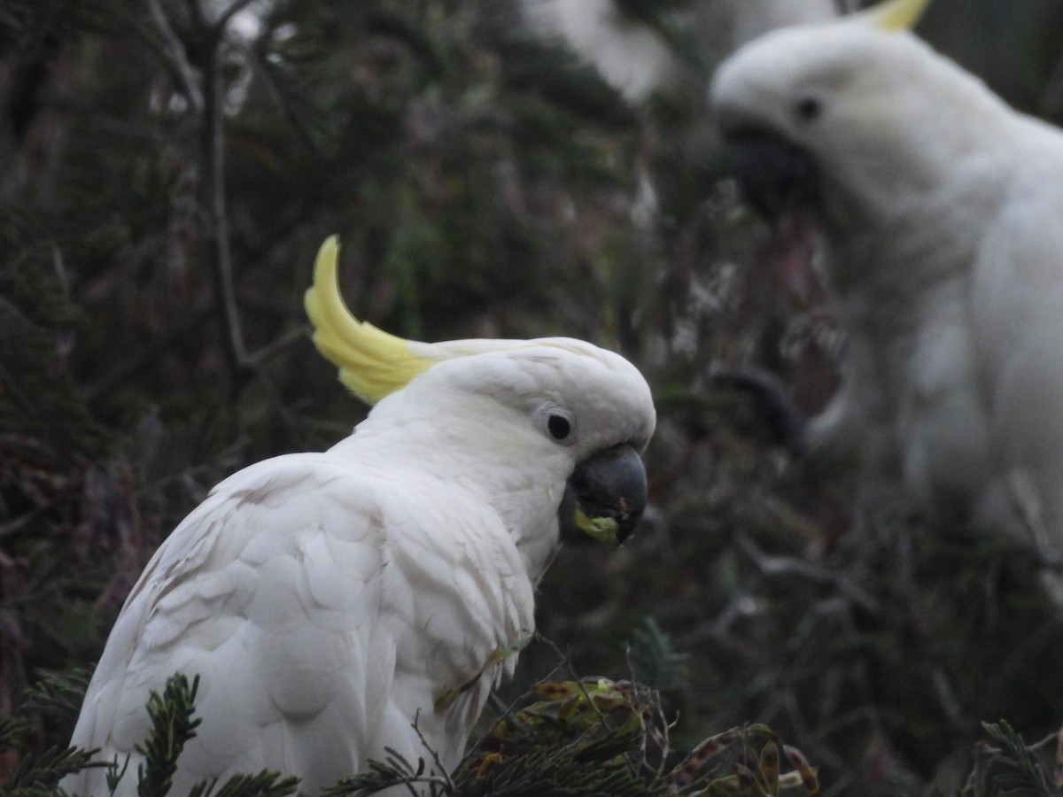 Sulphur-crested Cockatoo - ML646444363