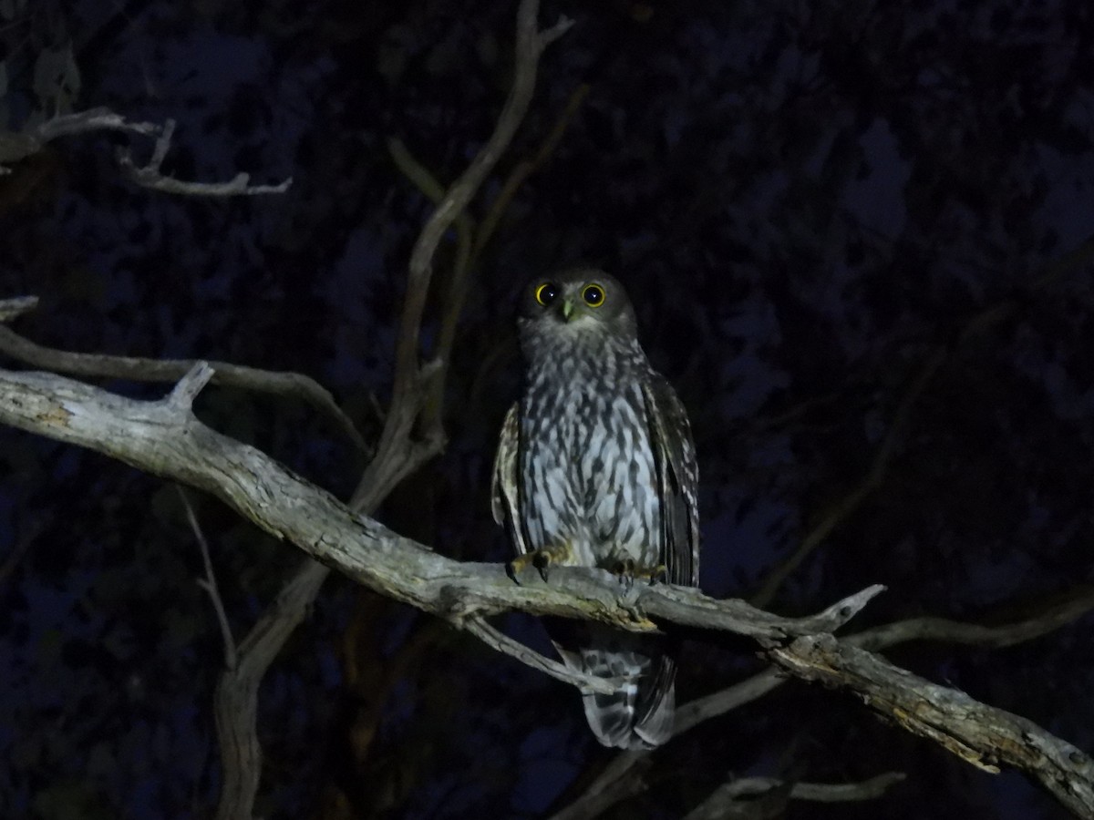Barking Owl - ML646444365
