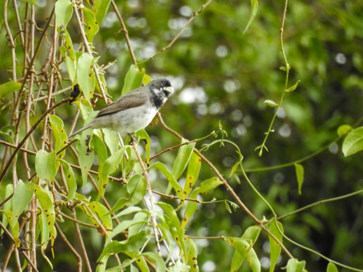 Double-collared Seedeater - ML646444366