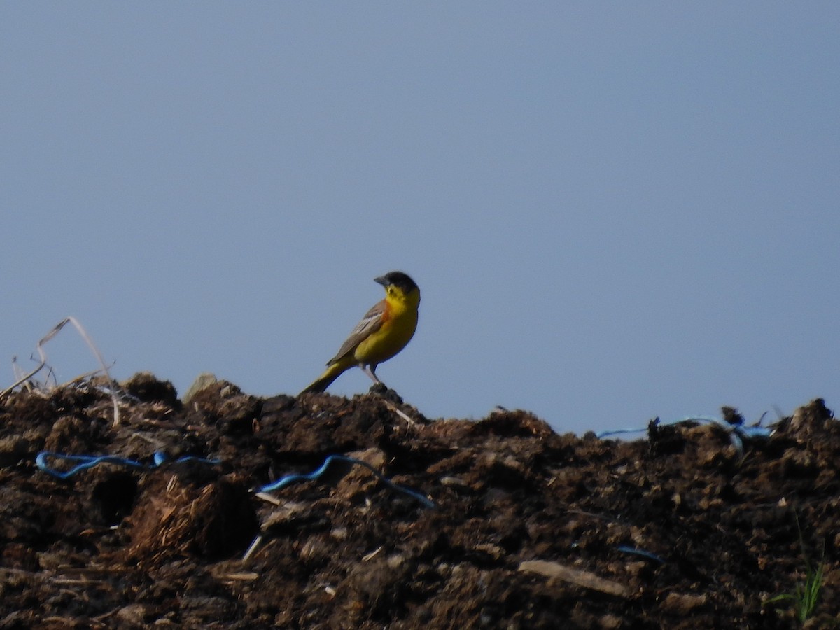 Black-headed Bunting - ML646444367