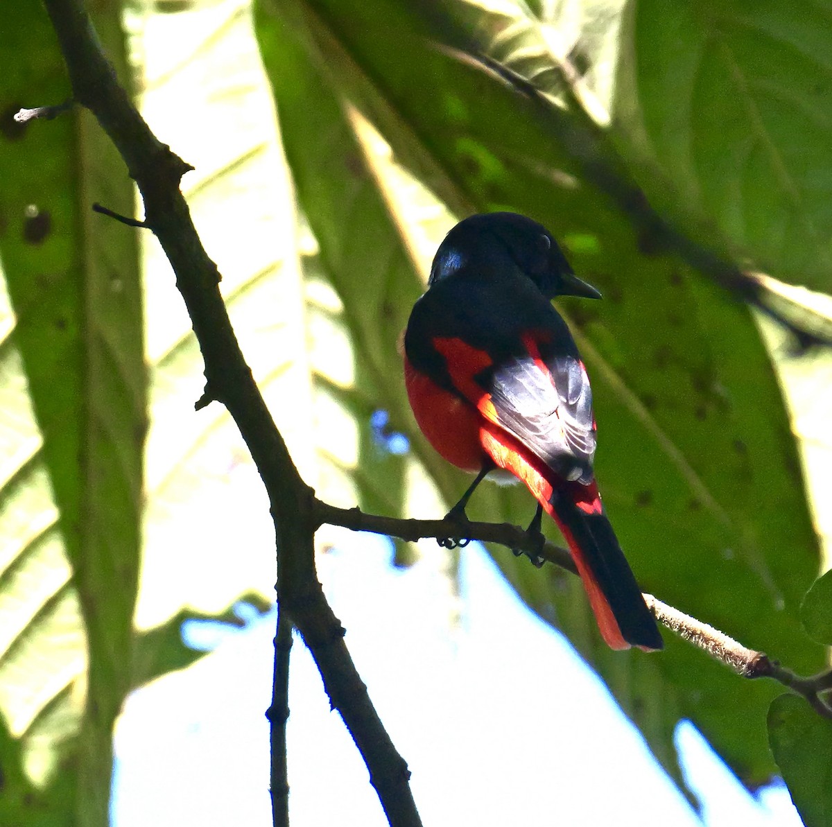 Short-billed Minivet - ML646444368