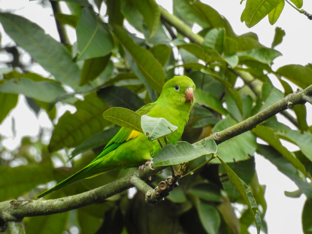 Yellow-chevroned Parakeet - ML646444369