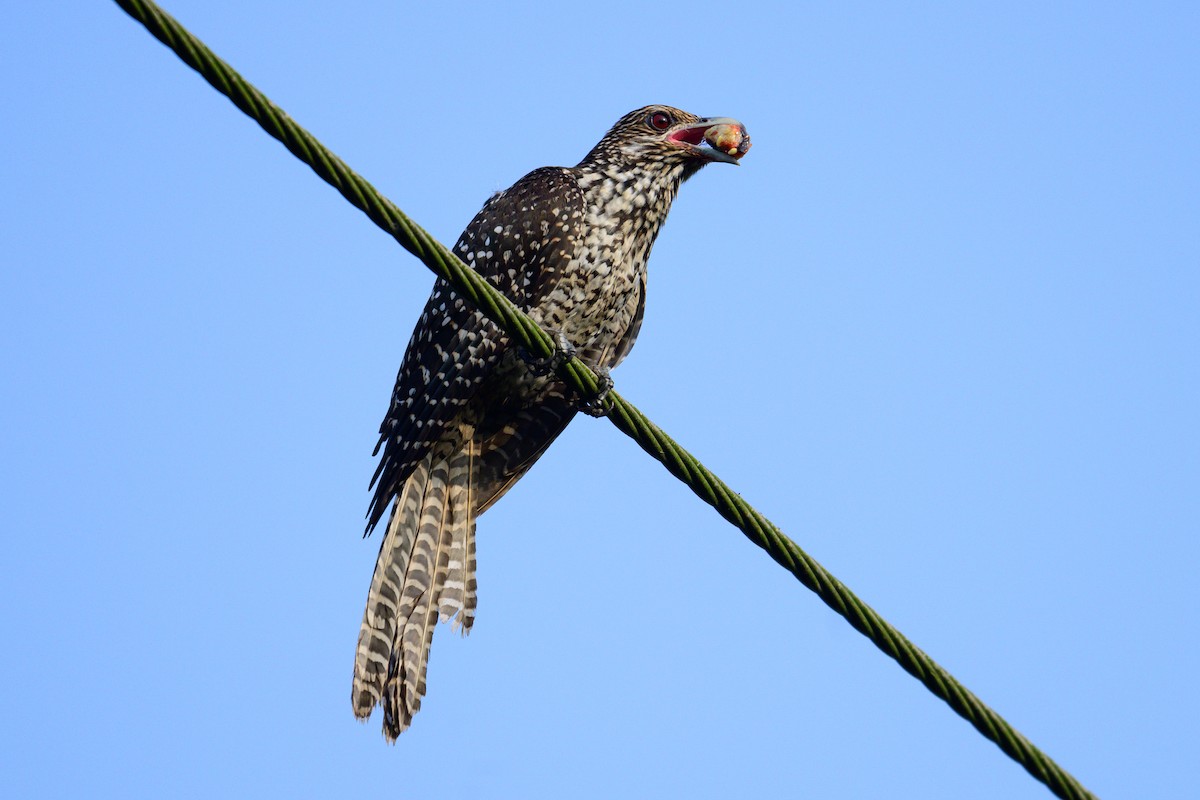 Asian Koel - ML646444373