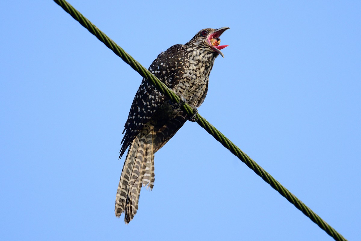 Asian Koel - ML646444374