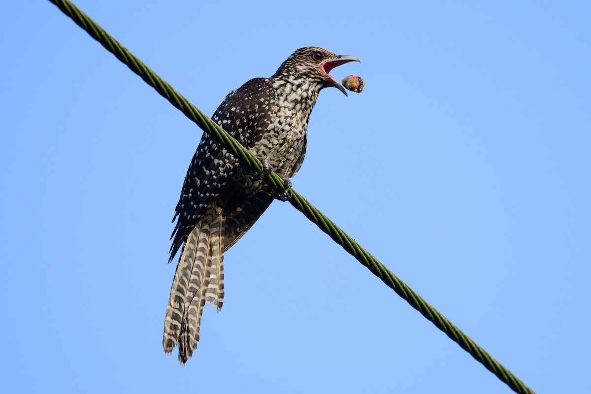 Asian Koel - ML646444375