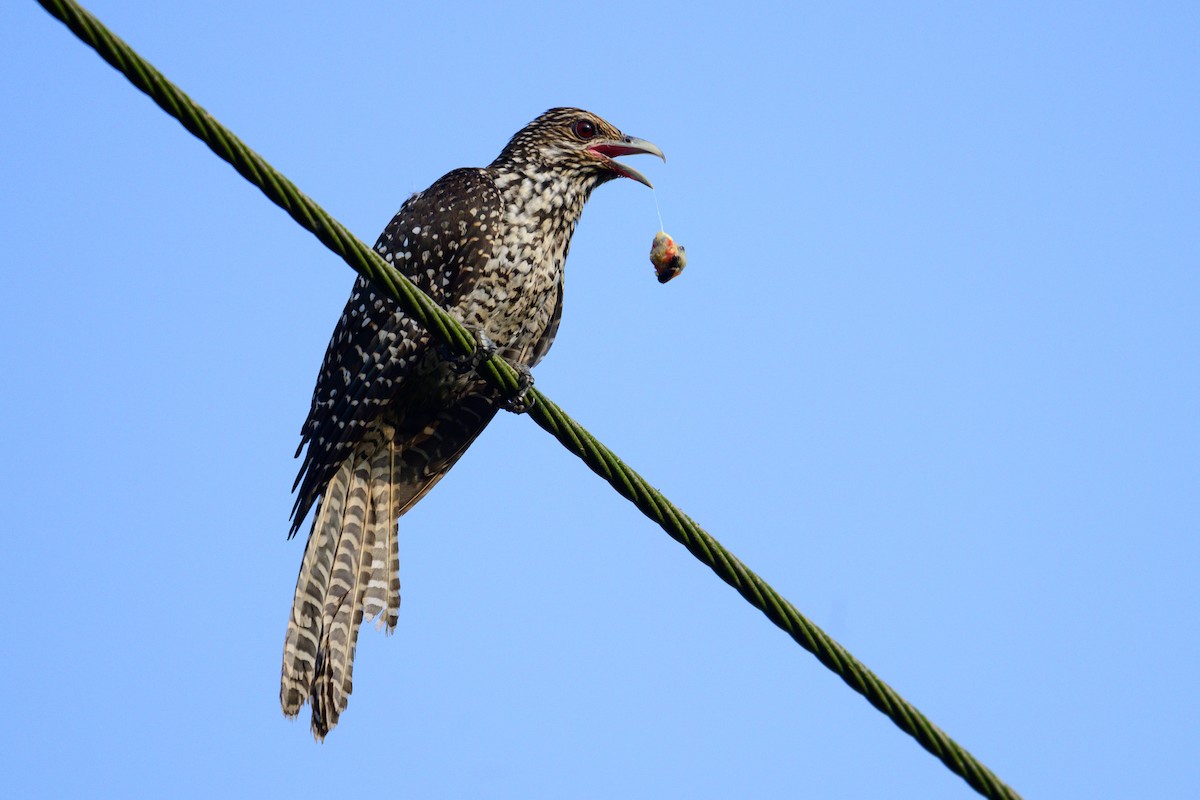 Asian Koel - ML646444376