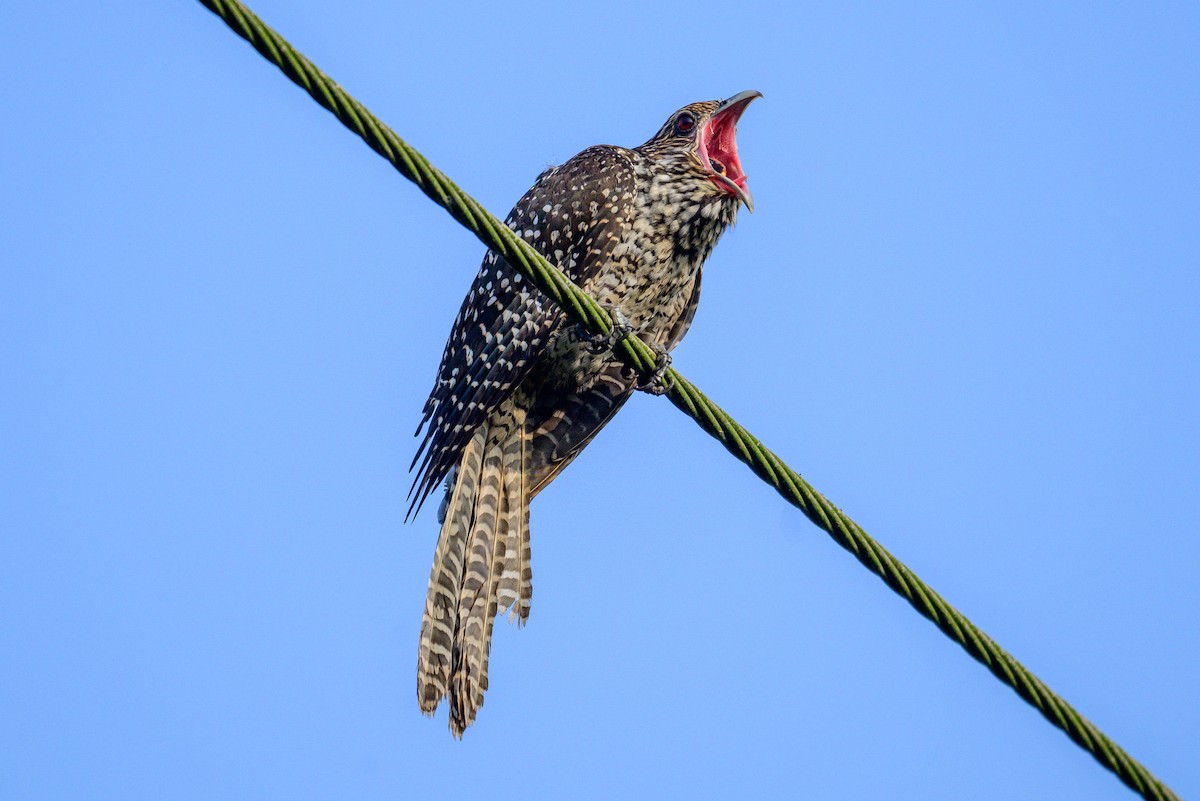 Asian Koel - ML646444377