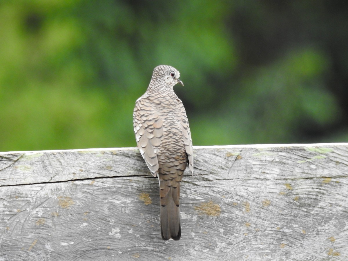 Scaled Dove - ML646444380