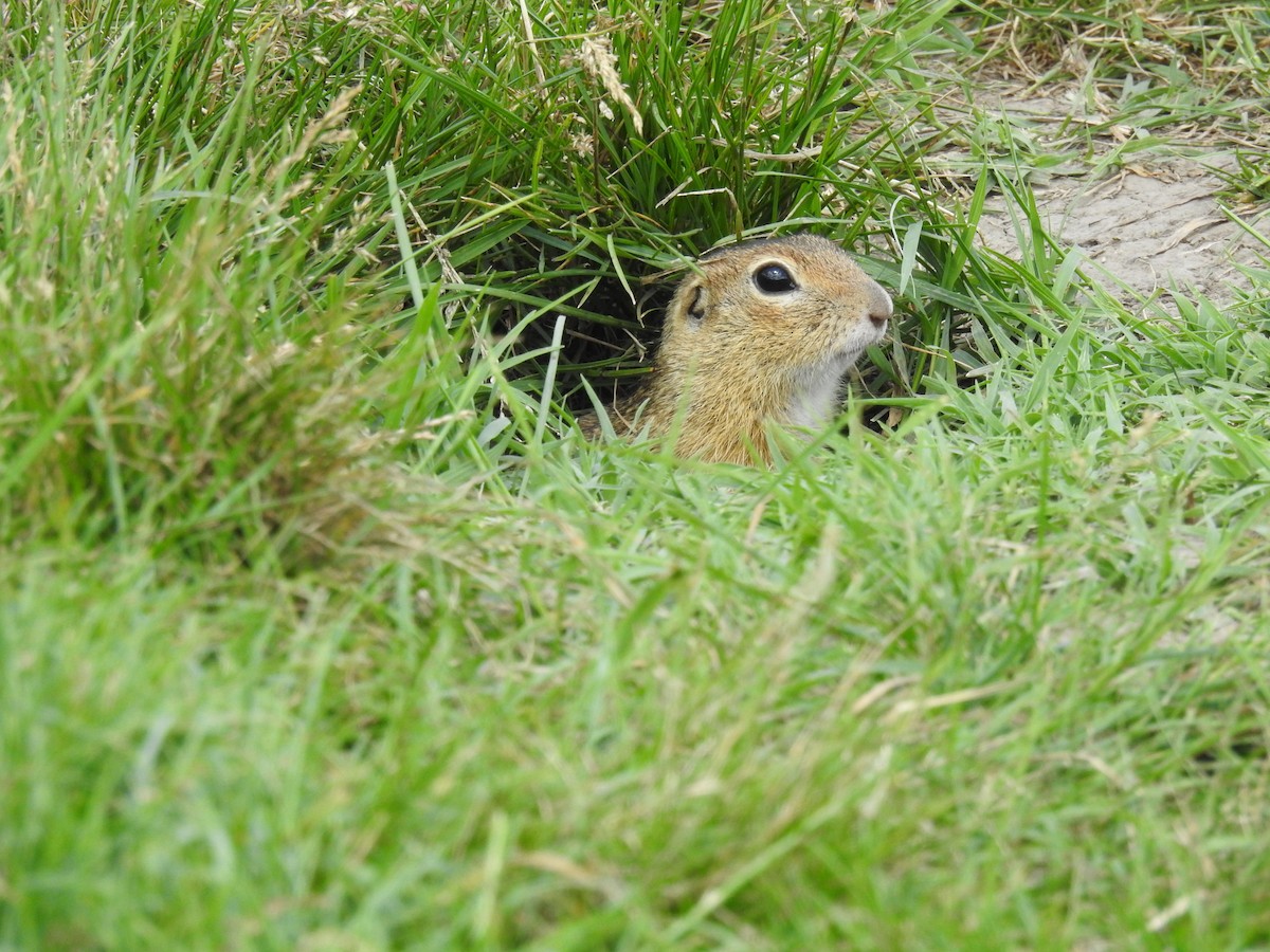 European Ground Squirrel - ML646444381