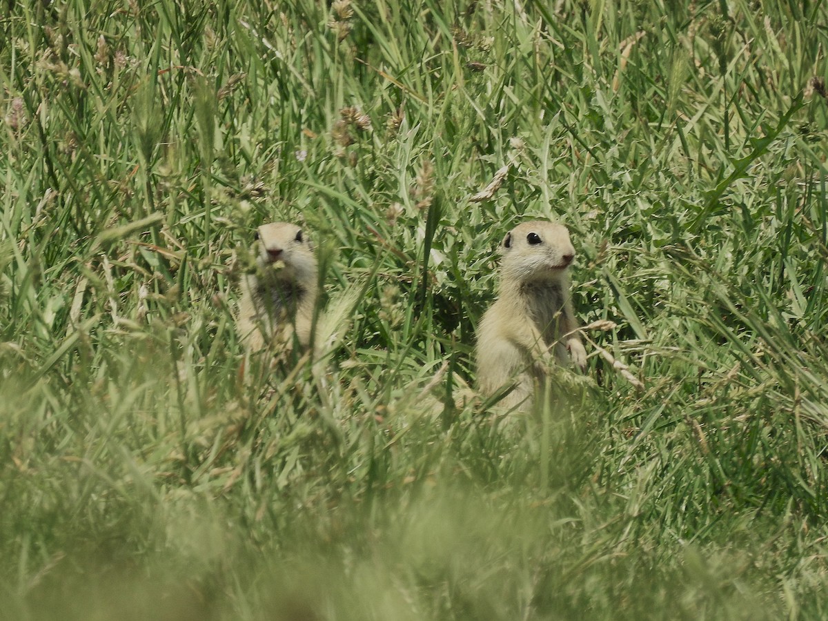 European Ground Squirrel - ML646444382