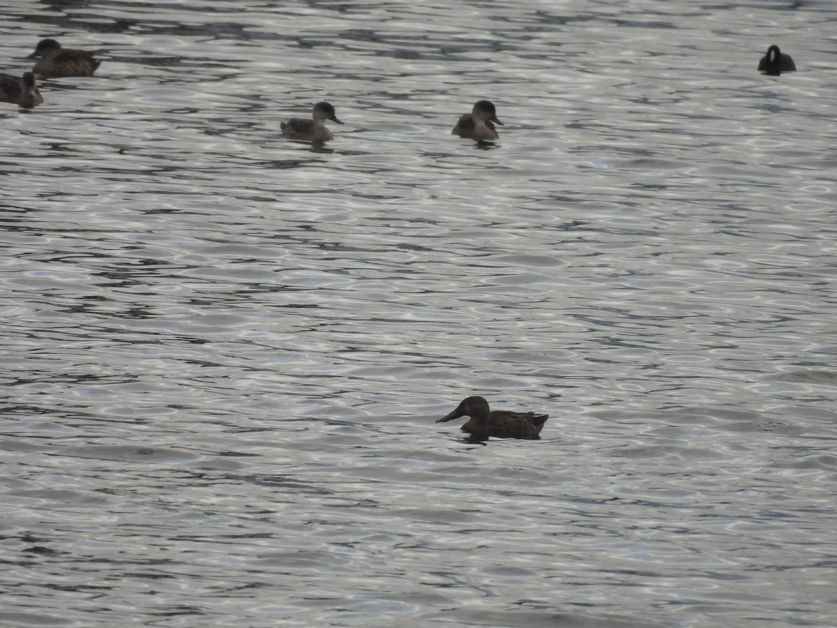 Avustralya Kaşıkgagası - ML646444384