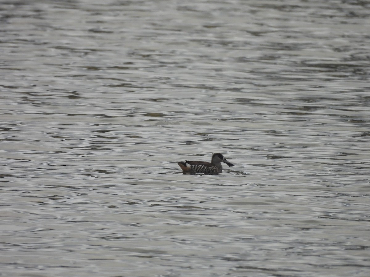 Pink-eared Duck - ML646444385