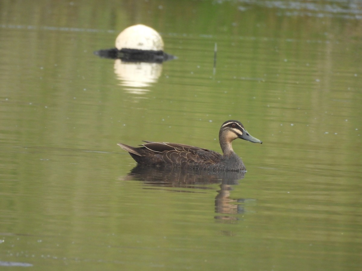 Pacific Black Duck - ML646444386