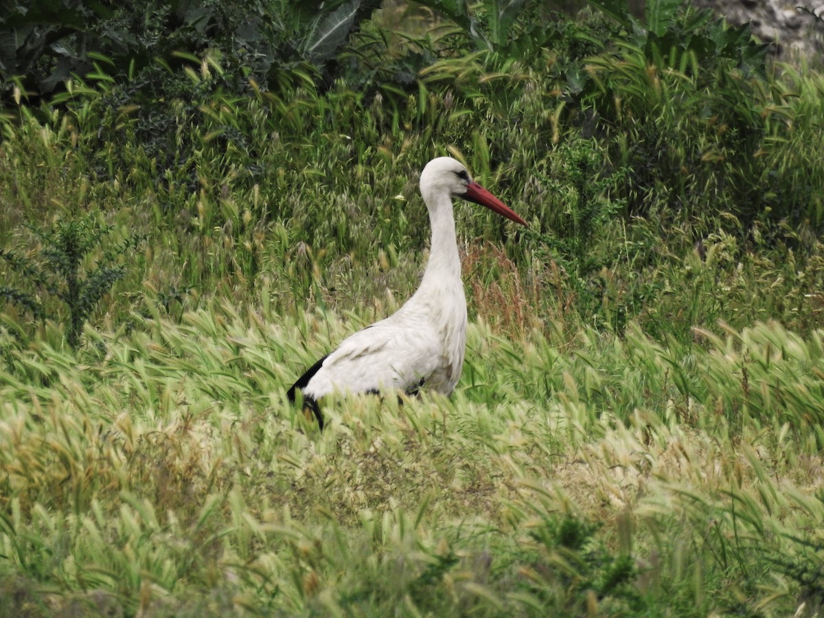 Leylek - ML646444387