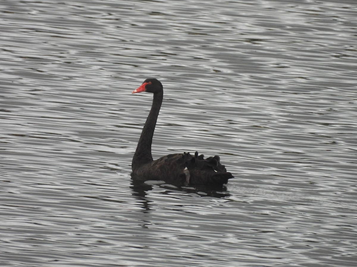 Black Swan - ML646444388
