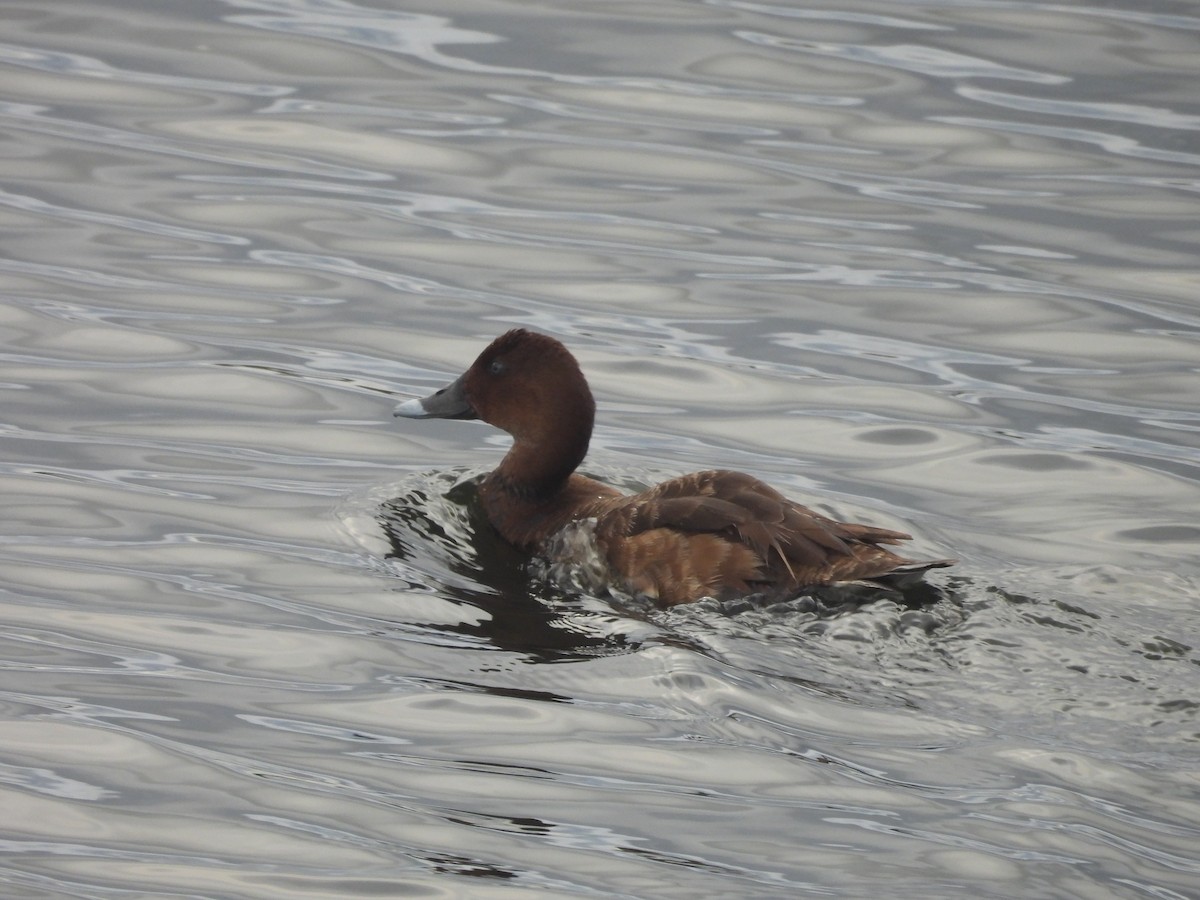 Avustralya Patkası - ML646444389