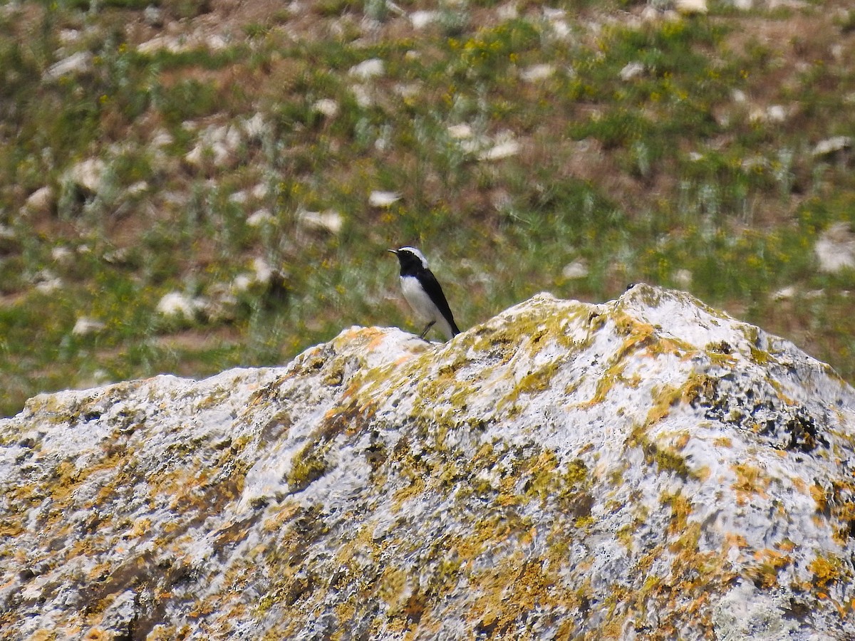 Alaca Kuyrukkakan - ML646444390