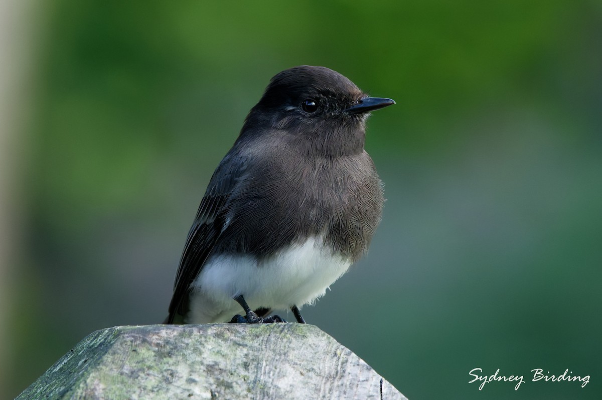 Kara Fibi - ML646444391