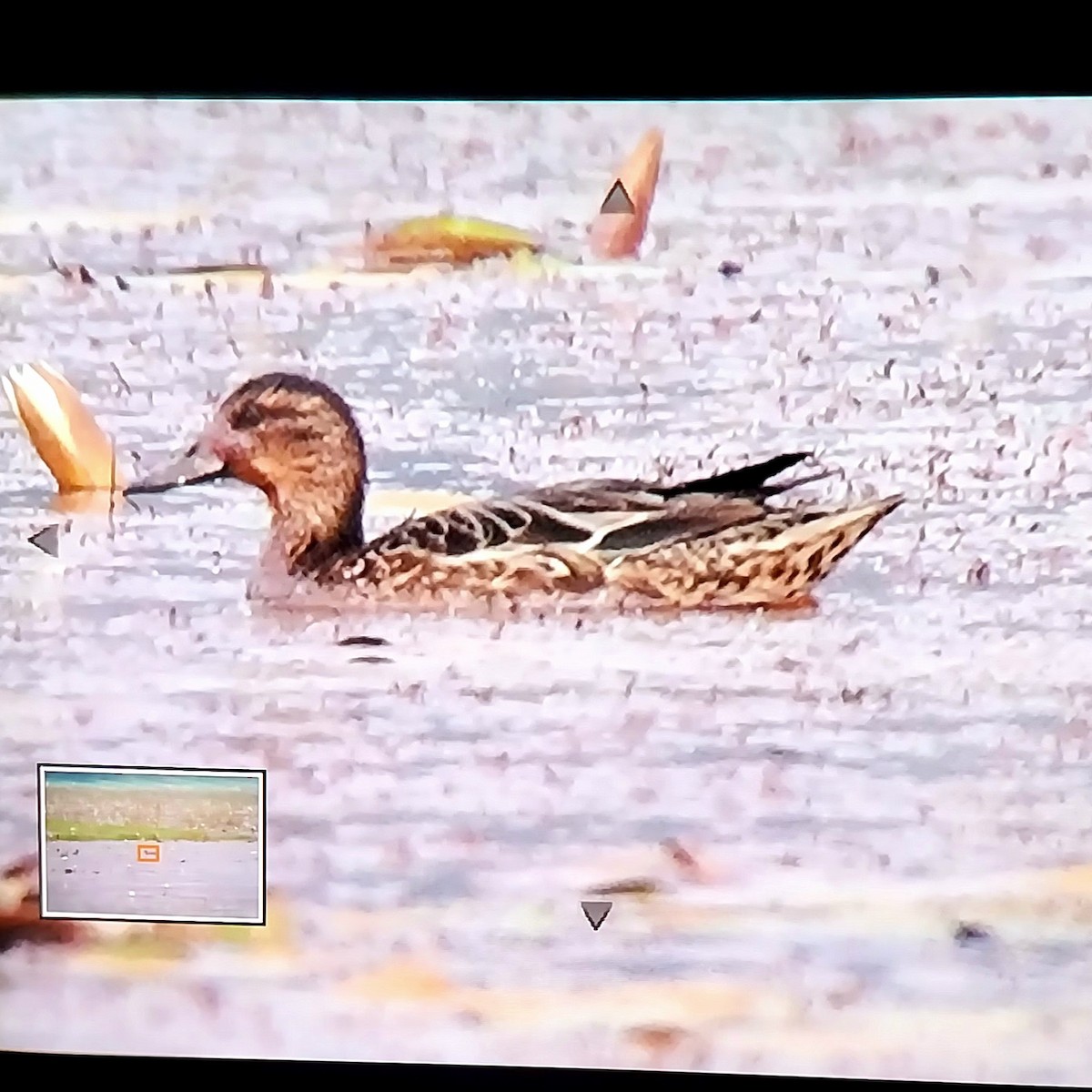 Çıkrıkçın - ML646444393