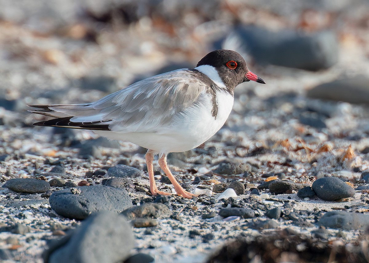 Kara Başlı Cılıbıt - ML646444394