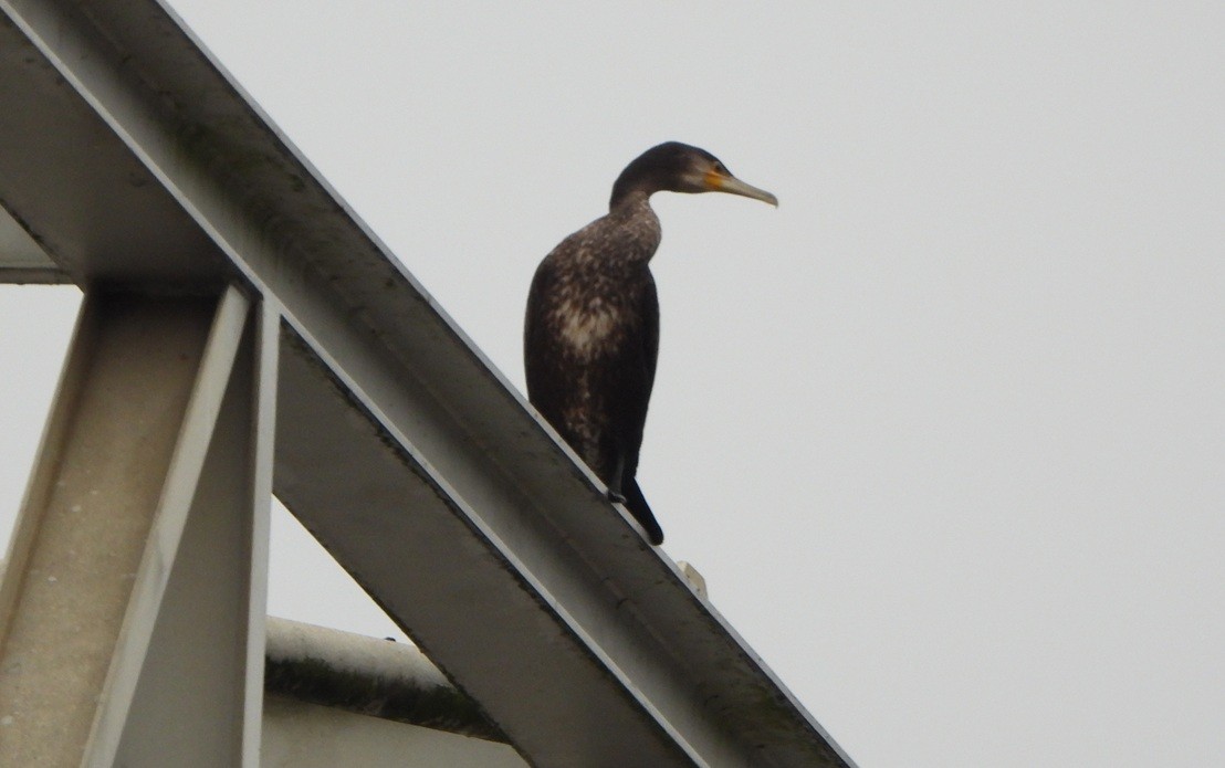 Karabatak - ML646444395