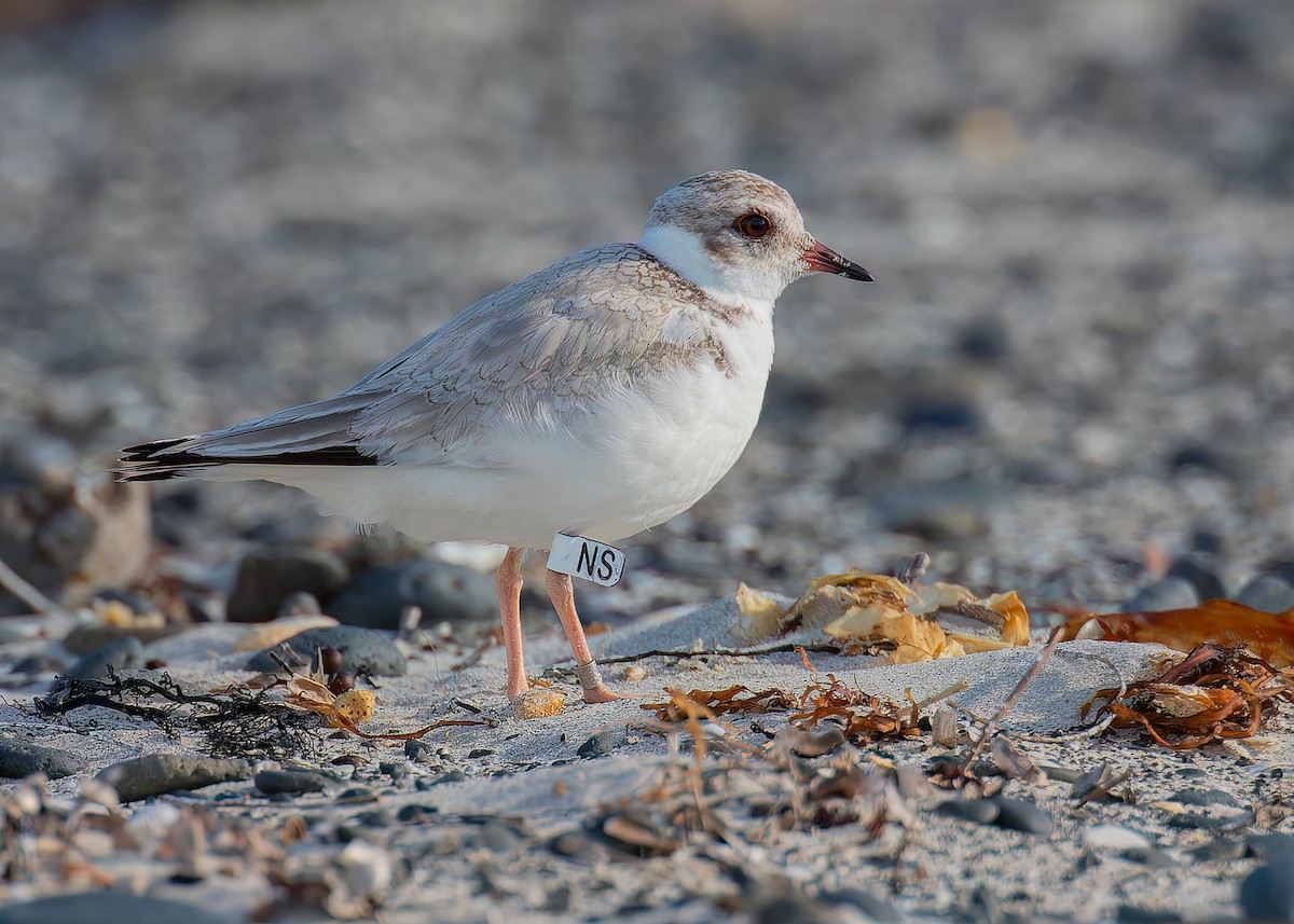 Kara Başlı Cılıbıt - ML646444396